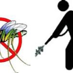 Eliminare gli insetti dalla città
